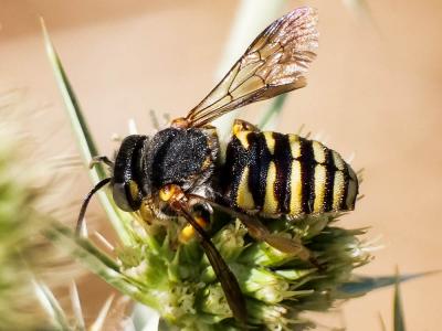  Icteranthidium grohmanni (Spinola, 1838)