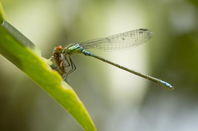 Naïade au corps vert (La) Erythromma viridulum (Charpentier, 1840)