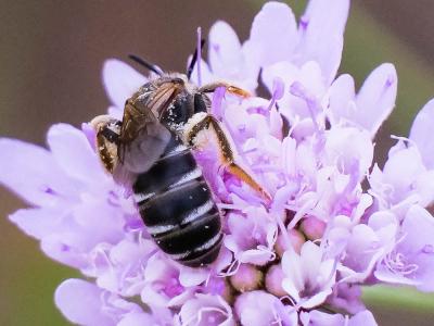  Halictus maculatus Smith, 1848
