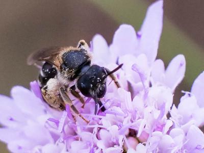  Halictus maculatus Smith, 1848