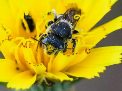  Osmia spinulosa (Kirby, 1802)
