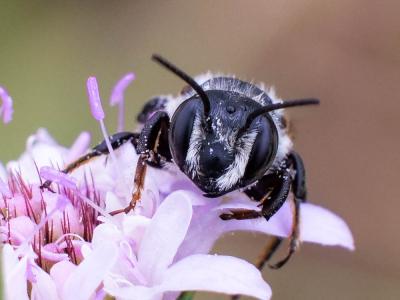  Megachile apicalis Spinola, 1808
