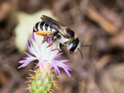  Megachile albisecta (Klug, 1817)