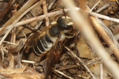  Megachile albisecta (Klug, 1817)