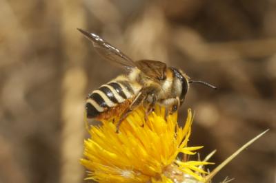  Megachile albisecta (Klug, 1817)