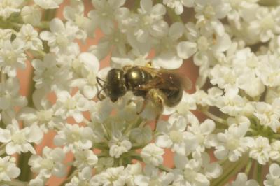  Seladonia subaurata (Rossi, 1792)
