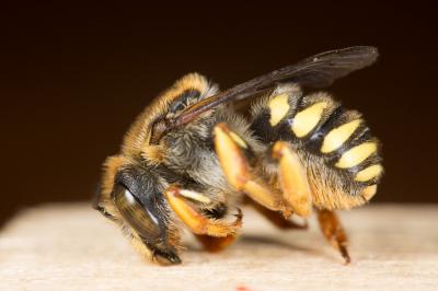  Trachusa laeviventris (Dours, 1873)