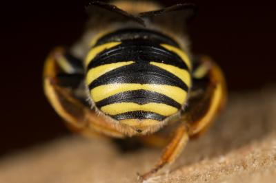  Trachusa laeviventris (Dours, 1873)
