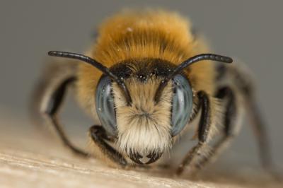  Hoplitis bisulca (Gerstäcker, 1869)