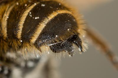  Hoplitis bisulca (Gerstäcker, 1869)