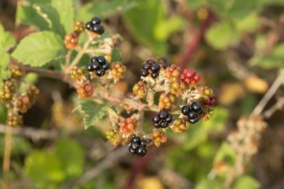 Ronce blanchâtre Rubus canescens DC., 1813