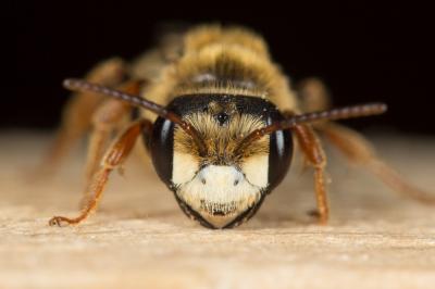  Andrena variabilis Smith, 1853