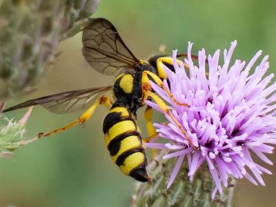  Cerceris sabulosa (Panzer, 1799)