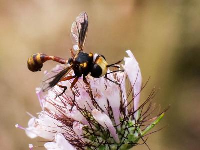  Physocephala vittata (Fabricius, 1794)