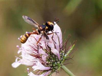  Physocephala vittata (Fabricius, 1794)