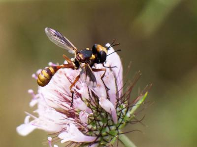  Physocephala vittata (Fabricius, 1794)