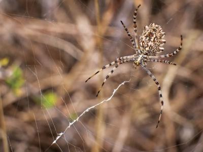 Argiope lobata (Pallas, 1772)