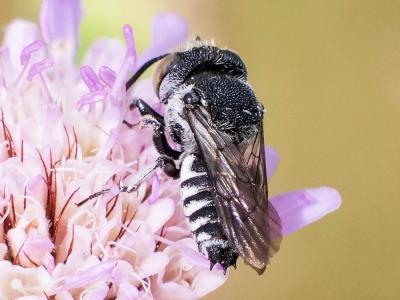  Coelioxys argentea Lepeletier, 1841