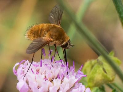  Bombylius venosus Mikan, 1796