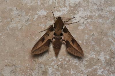 Sphinx Nicéa (Le) Hyles nicaea (Prunner, 1798)