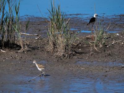 Echasse blanche Himantopus himantopus (Linnaeus, 1758)
