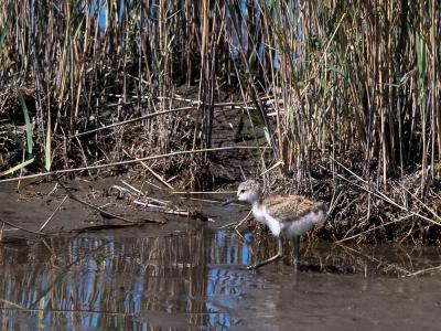Echasse blanche Himantopus himantopus (Linnaeus, 1758)