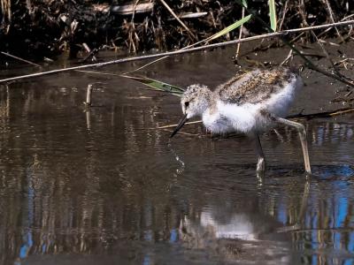 Echasse blanche Himantopus himantopus (Linnaeus, 1758)