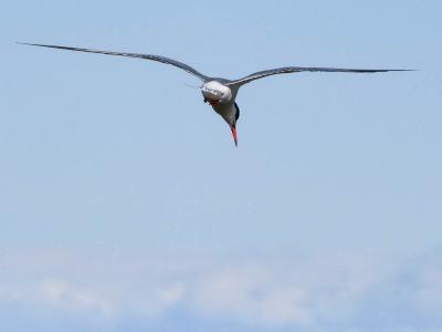 Sterne pierregarin Sterna hirundo Linnaeus, 1758