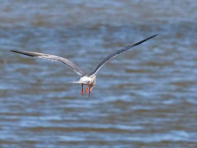 Sterne pierregarin Sterna hirundo Linnaeus, 1758