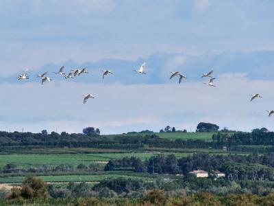 Spatule blanche Platalea leucorodia Linnaeus, 1758