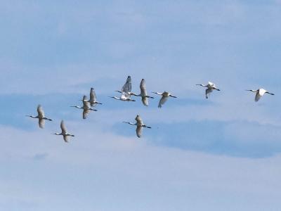 Spatule blanche Platalea leucorodia Linnaeus, 1758