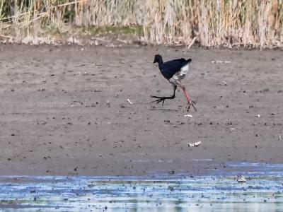 Poule sultane, Talève sultane, Porphyrion bleu Porphyrio porphyrio (Linnaeus, 1758)