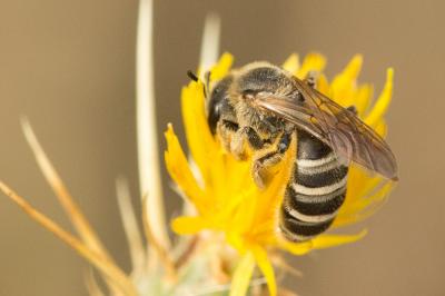  Halictus scabiosae (Rossi, 1790)