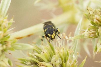  Hylaeus trinotatus (Pérez, 1895)