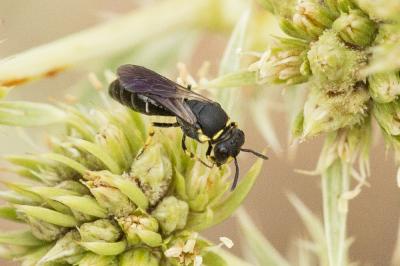  Hylaeus trinotatus (Pérez, 1895)