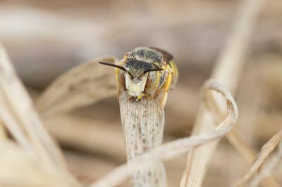  Icteranthidium grohmanni (Spinola, 1838)