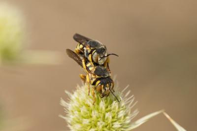  Icteranthidium grohmanni (Spinola, 1838)