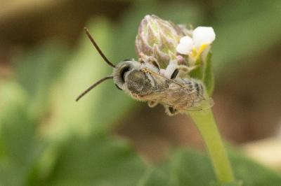  Vestitohalictus pollinosus (Sichel, 1860)