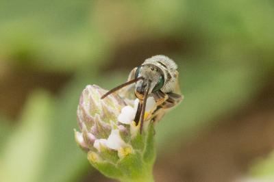  Vestitohalictus pollinosus (Sichel, 1860)