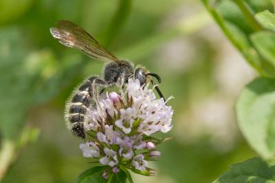  Colpa quinquecincta (Fabricius, 1793)
