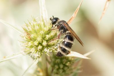  Colpa quinquecincta (Fabricius, 1793)