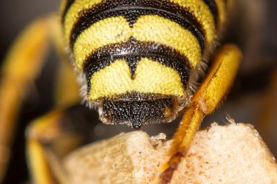  Icteranthidium grohmanni (Spinola, 1838)