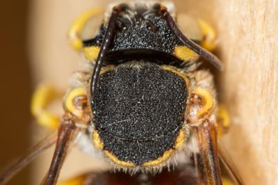  Icteranthidium grohmanni (Spinola, 1838)