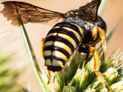  Icteranthidium grohmanni (Spinola, 1838)