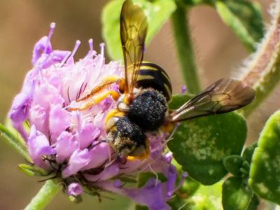  Icteranthidium grohmanni (Spinola, 1838)