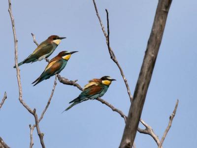 Guêpier d'Europe Merops apiaster Linnaeus, 1758