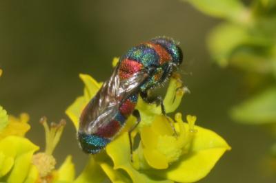  Chrysis semicincta Lepeletier, 1806