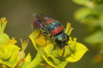  Chrysis semicincta Lepeletier, 1806