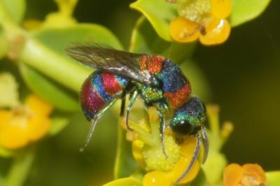  Chrysis semicincta Lepeletier, 1806