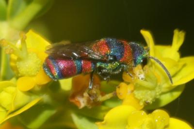  Chrysis semicincta Lepeletier, 1806